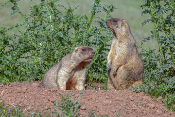 cute furry marmots