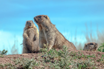 cute furry marmots