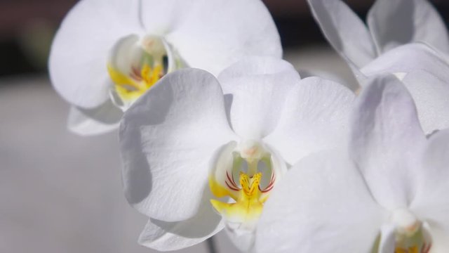 MACRO DOF: Sparkling white flowering orchid with many small beautiful blossoms