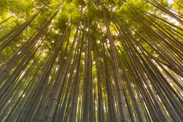 Arashiyama bamboo forest, bamboo forest , Kyoto, Japan