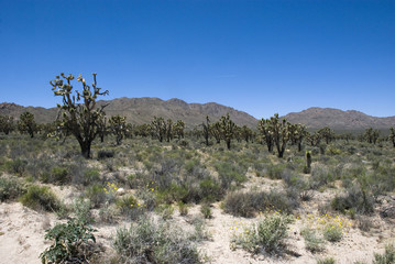 Joshua Tree Nationalpark in Kalifornien