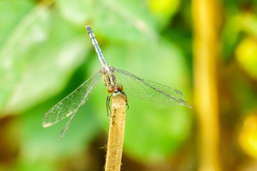 Yellow black pattern dragon fly close up