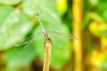 Yellow black pattern dragon fly close up