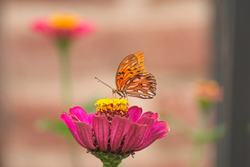 Orange butterfly on a pink flower