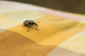 Little brown weevil close up