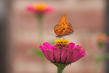 Orange butterfly on a pink flower