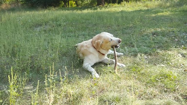 Labrador or golden retriver eating wooden stick outdoor. Animal chew and biting a stick at nature.  Dog playing outside. Summer landscape at background. Slow motion. Close up