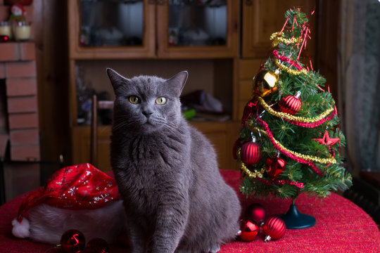 Британский кот на столе рядом с рождественской елкой