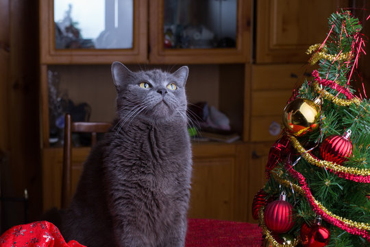 Британский кот на столе рядом с рождественской елкой