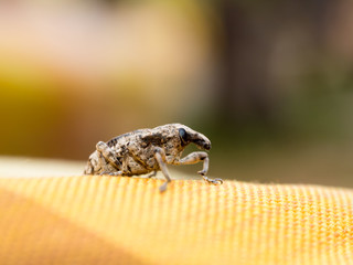Little brown weevil close up