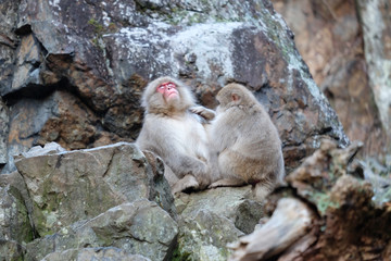 地獄谷の猿  長野県
