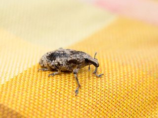 Little brown weevil close up