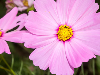 Fototapeta premium Pink cosmos in in garden close up