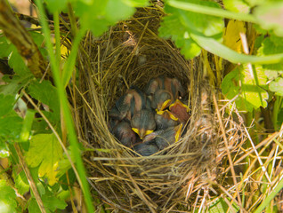 sleeping in the nest the chicks are inexperienced