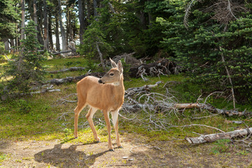 Deer at Hurricane Ridge, Olympic nat'l Park