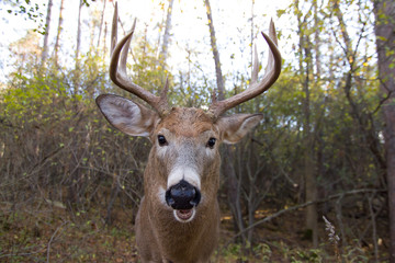 Naklejka na ściany i meble White-tailed deer buck up close in autumn during the rut in Ottawa, Canada