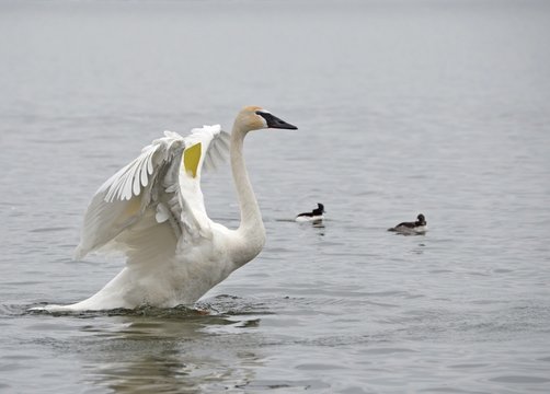 Trumpeter Swan with spread wings lifting out of the water