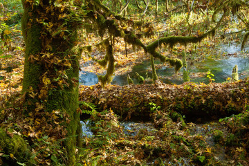 Rainforest at Olympic Nat'l Park