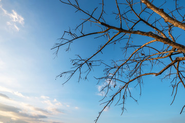 Abstract of dry branch on blue sky background.
