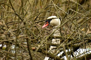 Łabędź © Marzena
