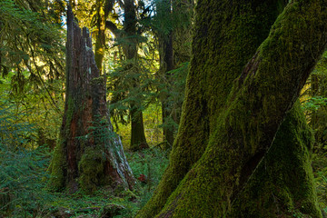 Rainforest at Olympic Nat'l Park