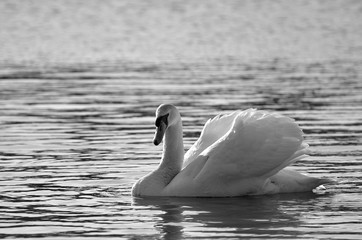 Łabędź © Marzena