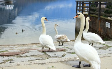 Obraz premium Four white swans with beautiful Hallstatt lake at Austria.