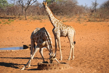 Giraffen am Salzstein