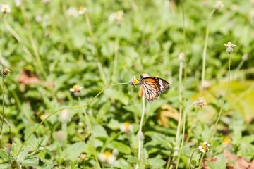 Monarch Butterfly perched on a flower