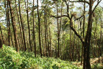 Detail of a big forest with pine trees