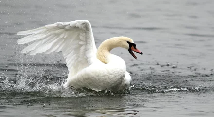 Garden poster Swan Angry wild swan splashing , mute swan spreads its wings on Danube river in Zemun, Belgrade, Serbia.