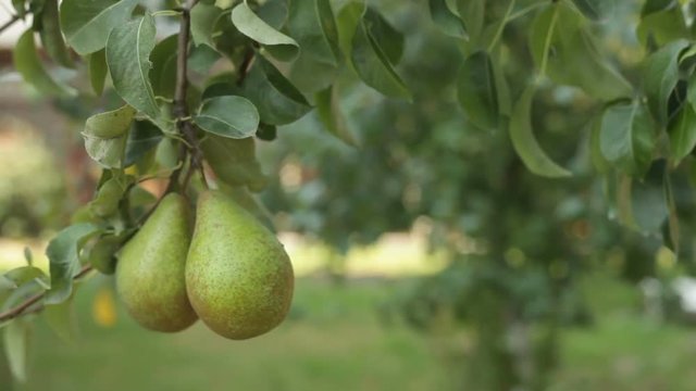 pears hanging on the tree. Harvest of pears. Fruit tree.