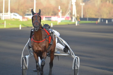 cheval de courses