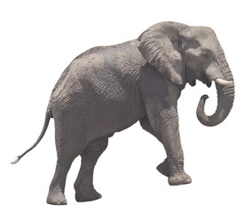 Obraz premium elephant on white