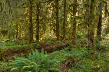 Rainforest at Olympic Nat'l Park