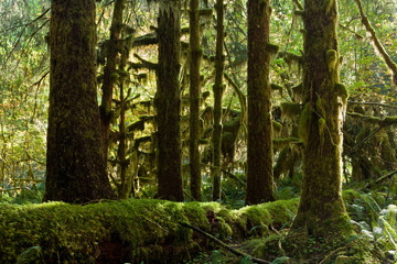 Rainforest at Olympic Nat'l Park