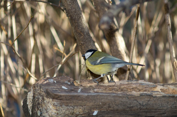 great tit, great titmouse on a tree, little bird to the manger