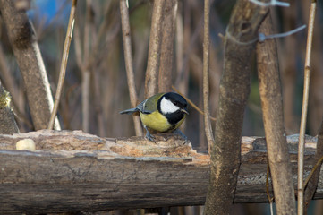 great tit, great titmouse on a tree, little bird to the manger