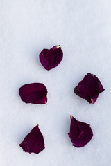 Dry rose petals in the snow