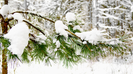 branch of Christmas tree in the forest after snowfall