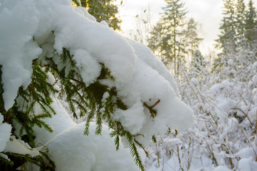 branch of Christmas tree in the forest after snowfall