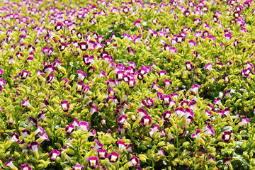 Amazing of bright flower beautiful blooming on garden