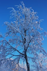 tree in snow against the sky