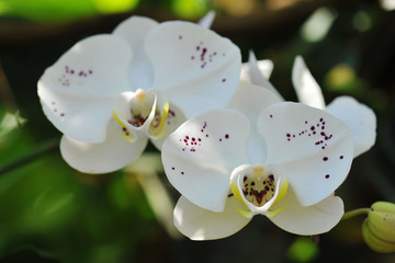 Fototapeta na wymiar orchid flowers. Beautiful orchid flowers.