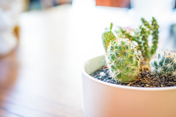 cactus in a pot on the table