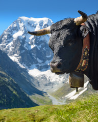 Cow in front of Mont Collon