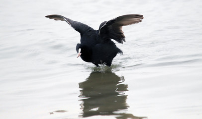 Eurasian Coot ( Fulica atra ) is standing near Danube river in Zemun,Belgrade,Serbia.