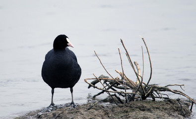 Eurasian Coot ( Fulica atra ) is standing near Danube river in Zemun,Belgrade,Serbia.