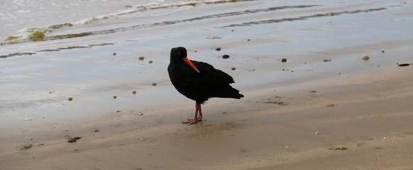 VARIABLE OYSTERCATCHER Haematopus unicolor BAY OF ISLANDS, NEW ZEALAND, OCEANIA