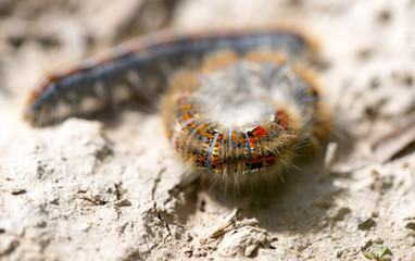 caterpillar on the ground in the nature close-up